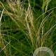 Stipa tenuissima 'Ponytails' GM P9