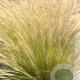 Stipa tenuissima 'Ponytails' GM P9