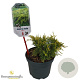 Juniperus media 'Old Gold' 25-30 cm 2,0L