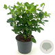 Viburnum tin. 'Eve Price' 30-40 cm 3,0L