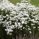 Achillea ptar. 'Peter Cottontail' GM P9 BIO