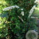 Actaea racemosa 'Queen of Sheba' GM P9 BIO