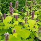 Agastache foeniculum GM P9 BIO