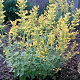 Agastache 'Kudos Yellow' GM P9 BIO