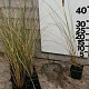 Ammophila arenaria GM P9 BIO