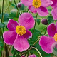 Anemone hyb. 'Bowles' Pink' GM P9 BIO