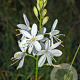 Anthericum ramosum GM P9 BIO