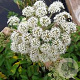 Angelica sylvestris 'Vicar's Mead' GM P9 BIO