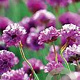 Armeria mar. 'Splendens Perfecta' GM P9 BIO