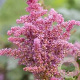 Astilbe (A) 'Astary Rose Shades' GM P9 BIO