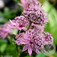 Astrantia major 'Pink Button' GM P9 BIO