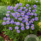 Aster (D) 'Prof. Anton Kippenberg' GM P9 BIO