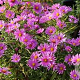 Aster (D) 'Peter Harrison' GM P9 BIO