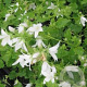 Campanula posch. 'Silberregen' GM P9