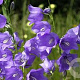 Campanula pers. 'Telham Beauty' GM P9 BIO