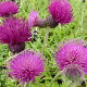 Cirsium rivulare 'Tr. Blue Wonder' GM P9 BIO