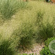 Deschampsia cesp. 'Schottland' GM P9 BIO