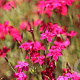 Dianthus delt. 'Flashing Light' GM P9 BIO