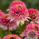 Echinacea p. 'Butterfly Kissis' GM P9 BIO