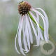 Echinacea pallida 'Hula Dancer' GM P9 BIO