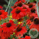 Echinacea 'Red Effect' GM P9 BIO