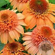 Echinacea Supreme Cantaloupe GM P9 BIO