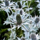 Eryngium maritimum GM P9 BIO