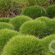 Festuca gautieri 'Pic Carlit' GM P9 BIO