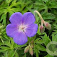 Geranium 'Brookside' GM P9 BIO