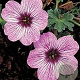 Geranium cin. 'Ballerina' GM P9 BIO