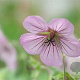 Geranium 'Joy' GM P9 BIO