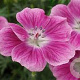 Geranium sang. 'Elke' GM P9 BIO