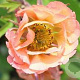 Geum 'Smokey Peach' GM P9 BIO