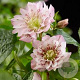 Helleborus o. 'Double Ellen Pink' GM P9 BIO