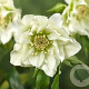 Helleborus o. 'Double Ellen White' GM P9 BIO