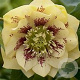 Helleborus o. 'D. Ellen Yellow S.' GM P9 BIO