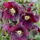 Helleborus o. 'Pretty Ellen Purple' GM P9 BIO