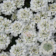 Iberis semp. 'Appen-Etz' GM P9 BIO