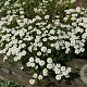 Iberis semp. 'Zwergschneeflocke' GM P9 BIO