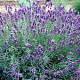 Lavandula ang. 'Imperial Gem' GM P9 BIO
