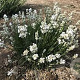 Lavandula ang. 'Nana Alba' GM P9 BIO