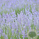 Lavandula int. 'Grappenhall' GM P9 BIO