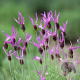 Lavandula stoechas pedunculata GM P9 BIO