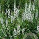 Lysimachia ephemerum GM P9 BIO
