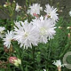 Lychnis flos-cuculi Petit Henri GM P9 BIO