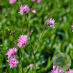 Lychnis flos-cuculi 'Petite Jenny' GM P9 BIO