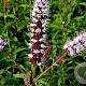 Mentha spicata GM P9 BIO