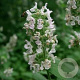 Nepeta cataria GM P9 BIO