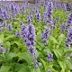 Nepeta Mr Blue Sky GM P9 BIO