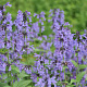 Nepeta sibirica GM P9 BIO